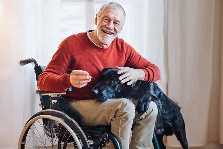 senior man with grey hair, sitting in his wheelchair at home, smiling, and stroking black labrador dog